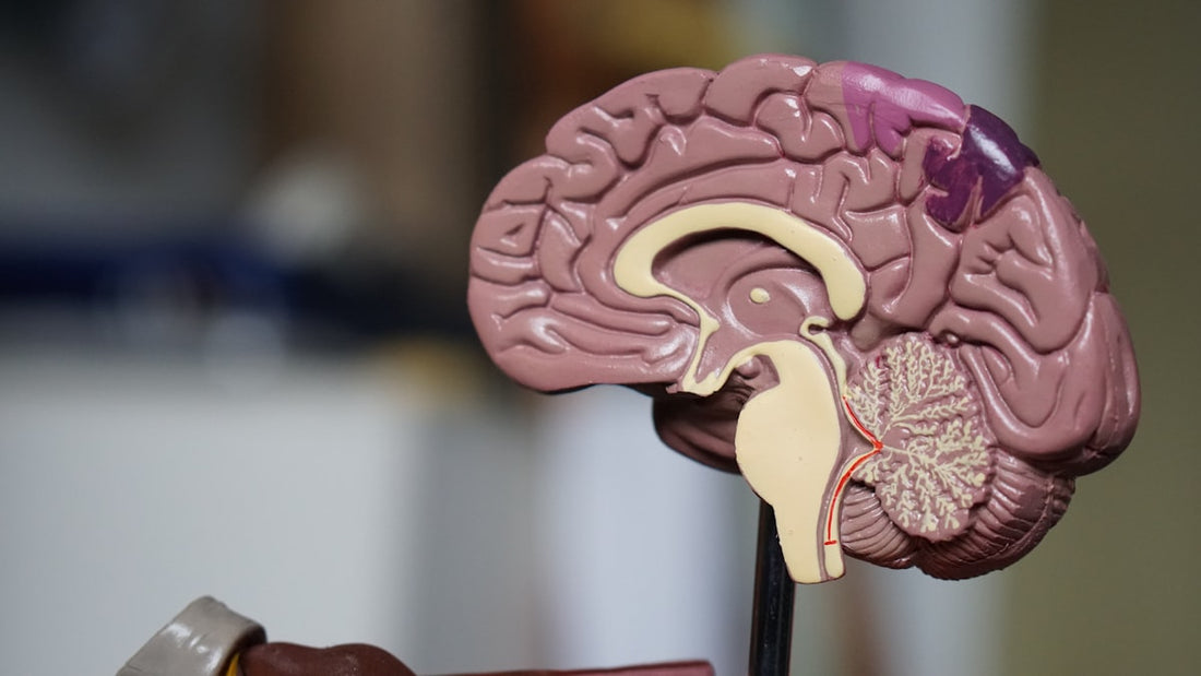 Probiotic supplements and gut health foods