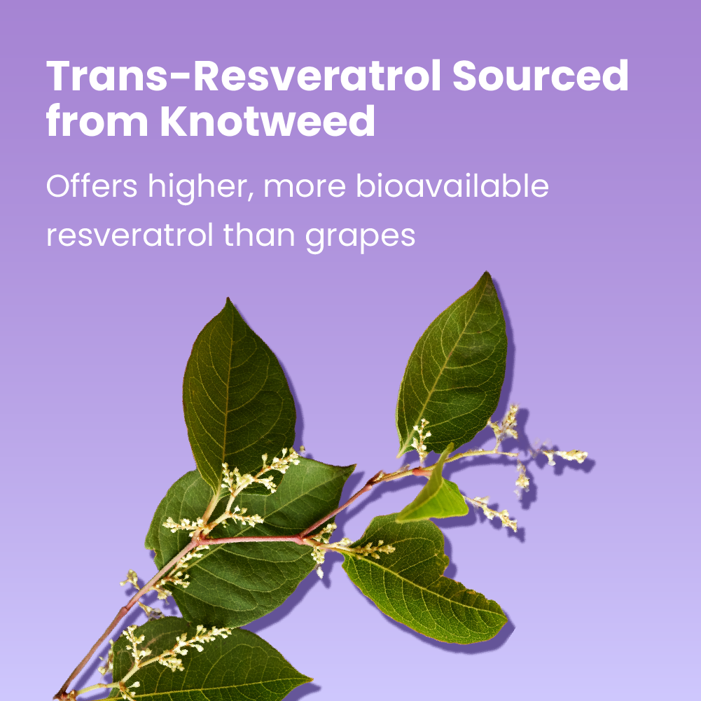 Resveratrol Supplement