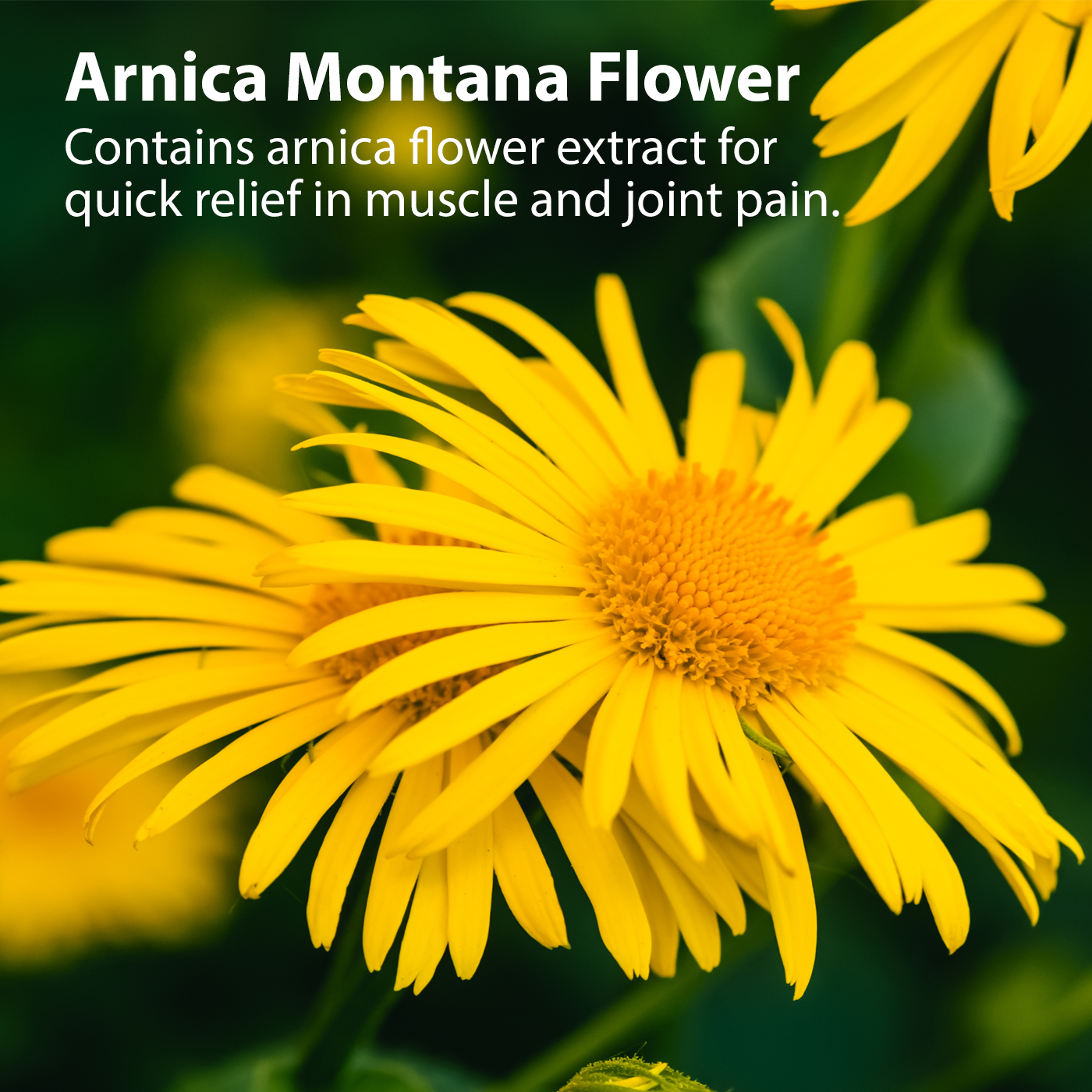 Arnica Roll On